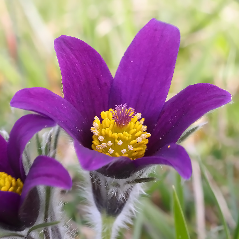 Pasque flower